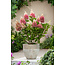 Hydrangea hortensie 'Pinky Winky' - 2er Set - ⌀19cm - Höhe 25-40cm