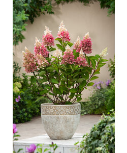Hydrangea 'Pinky Winky' - Set van 4 - Pluimhortensia - Pot 19cm - Hoogte 25-40cm