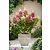 Ortensia hydrangea paniculata 'Pinky Winky' - Set di 4 - ⌀19cm - Altezza 25-40cm