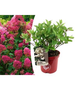 Ortensia hydrangea paniculata Rosa Scuro - Vaso 19cm - Altezza 25-40cm