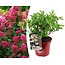 Hortensia paniculata Wim's Red - Hydrangea - ⌀ 19 cm - Altura 25-40cm