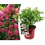 Ortensia hydrangea paniculata Rosa Scuro - Vaso 19cm - Altezza 25-40cm