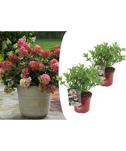 Hydrangea hortensie paniculata 'Roter Wim' - 2er Set - ⌀19cm - Höhe 25-40cm