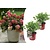Hydrangea paniculata Wim's Red - Set of 2 - Hortensia - ⌀19cm - Height 25-40cm