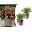 Hydrangea hortensie paniculata 'Roter Wim' - 2er Set - ⌀19cm - Höhe 25-40cm