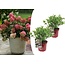 Ortensia hydrangea paniculata Rosa Scuro - Set di 2 - ⌀19cm - Altezza 25-40cm