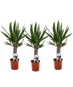 Yucca elephantipes - Set di 3 - Pianta mangiafumo - Vaso 14cm - Altezza 50-60cm