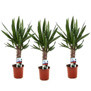 Yucca Elephantipes - Set of 3 - Pot 14cm - Height 50-60cm