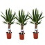 Yucca elephantipes - Set di 3 - Pianta mangiafumo - Vaso 14cm - Altezza 50-60cm