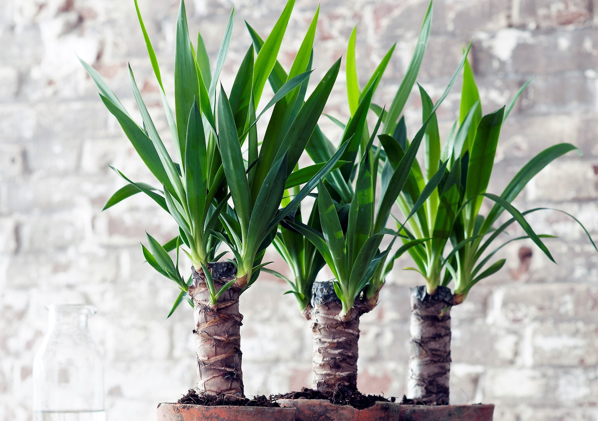 Set di 3 piante da interno XL: Dracaena Marginata, Yucca Elephantipes e  Areca Lutescens