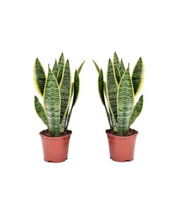 Sansevieria Laurentii - Set de 2 Langue de belle-mère - ⌀12cm - Hauteur 30-40cm