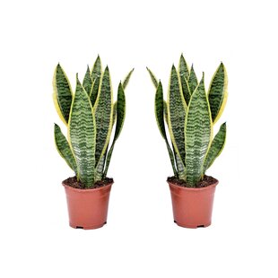 Sansevieria Laurentii 'Snake Plant' - Set of 2 - ø12cm - Height 30-40 cm