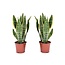 Sansevieria Laurentii - Set van 2 - Vrouwentong - Pot 12cm - Hoogte 30-40cm