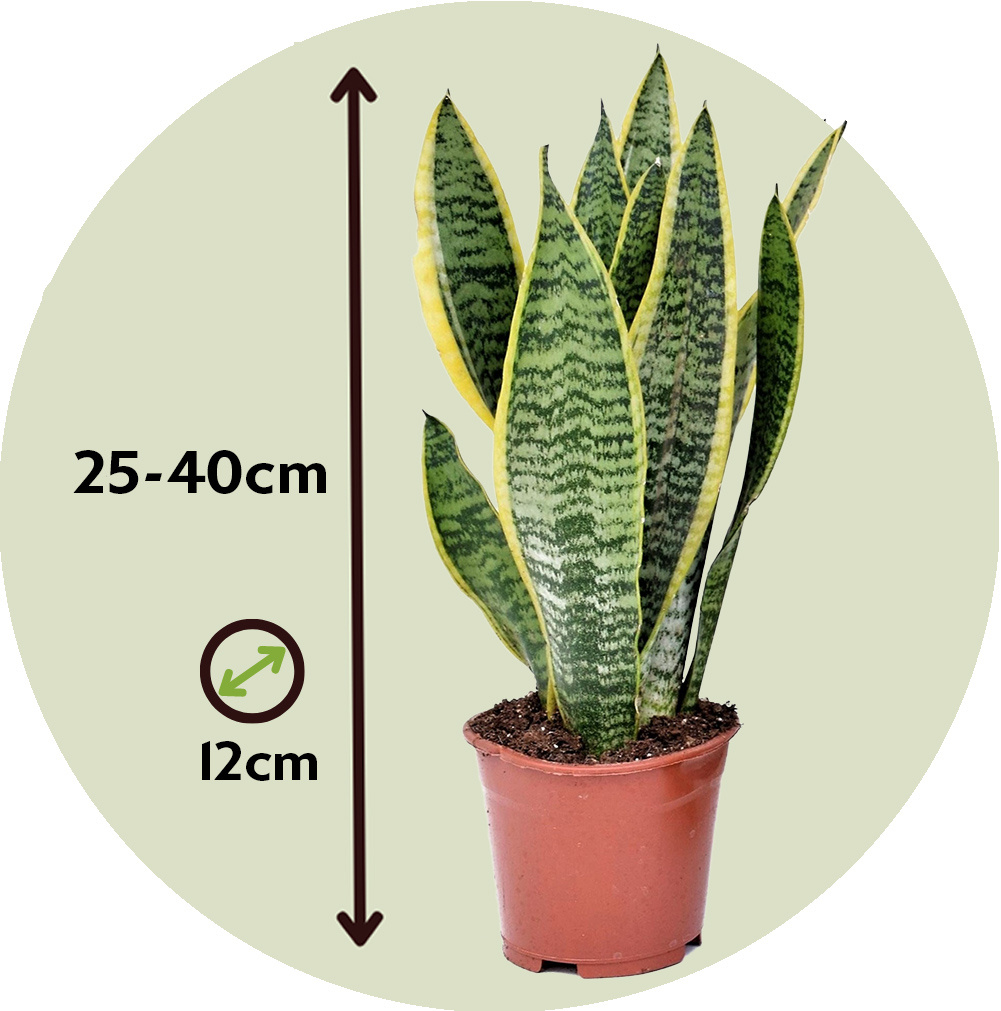 Sansevieria Trifasciata - Lingua di Suocera