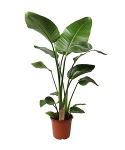 Large Strelitzia 'Birds of Paradise' plant - Pot 21cm - Height 90-110cm