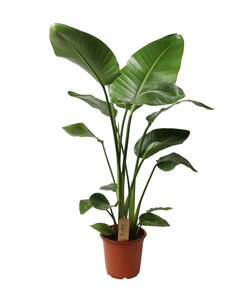 Strelitzia Nicolai - Paradijsvogelbloem - Kamerplant - Pot 21cm Hoogte 90-110cm