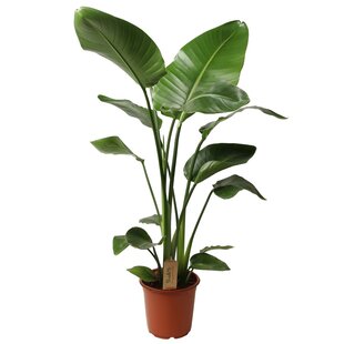 Strelitzia Nicolai - Paradijsvogelbloem - Kamerplant - Pot 21cm Hoogte 90-110cm