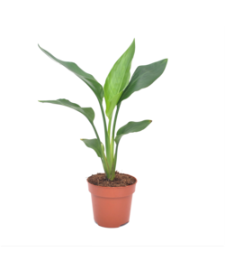 Strelitzia Reginae 'Bird of Paradise'- Pot 9 cm - Height 25 cm