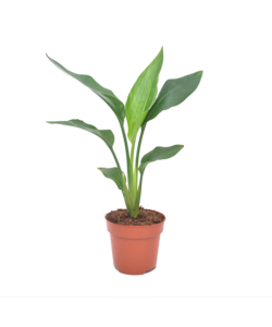 Strelitzia Reginea Paradisfugleplante - Haveplante - ø9cm - Højde 25-40cm