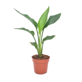 Strelitzia Reginae 'Bird of Paradise' - Pot 9cm - Height 25-40cm