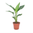 Strelitzia Reginae 'Bird of Paradise' - Pot 9cm - Height 25-40cm