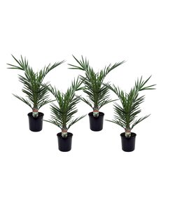 Phoenix Canariensis - Set de 4 - Palmier dattier - Pot 15cm - Hauteur 50-60cm