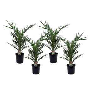 Date palm - Set of 4 - Phoenix Canariensis - ø15cm - Height 50-60 cm