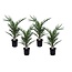 Date palm - Set of 4 - Phoenix Canariensis - ø15cm - Height 50-60 cm