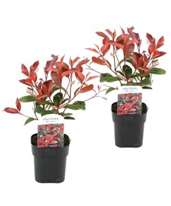 Photinia fraseri 'Red Robin' - Set de 2 - Persistantes - ⌀17cm - Hauteur 30-40cm