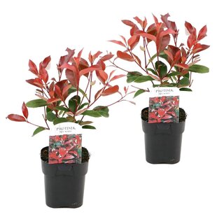 Photinia fraseri 'Red Robin' - Set of 2 - Evergreen - ø17cm - Height 30-40cm