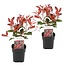 Photinia fraseri 'Red Robin' - Set de 2 - Persistantes - ⌀17cm - Hauteur 30-40cm