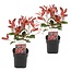 Photinia fraseri 'Red Robin' - Set of 2 - Evergreen - ø17cm - Height 30-40cm