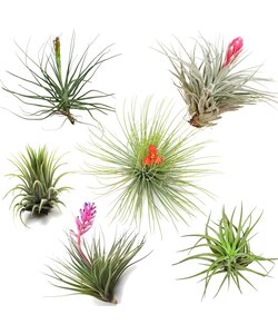 Tillandsia luftplanter - Sæt med 6 - ø5cm - Højde 5-15cm