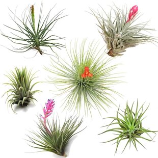 Tillandsia - Tillandsien - 6er Mix Luftpflanzen - Höhe 5-15cm