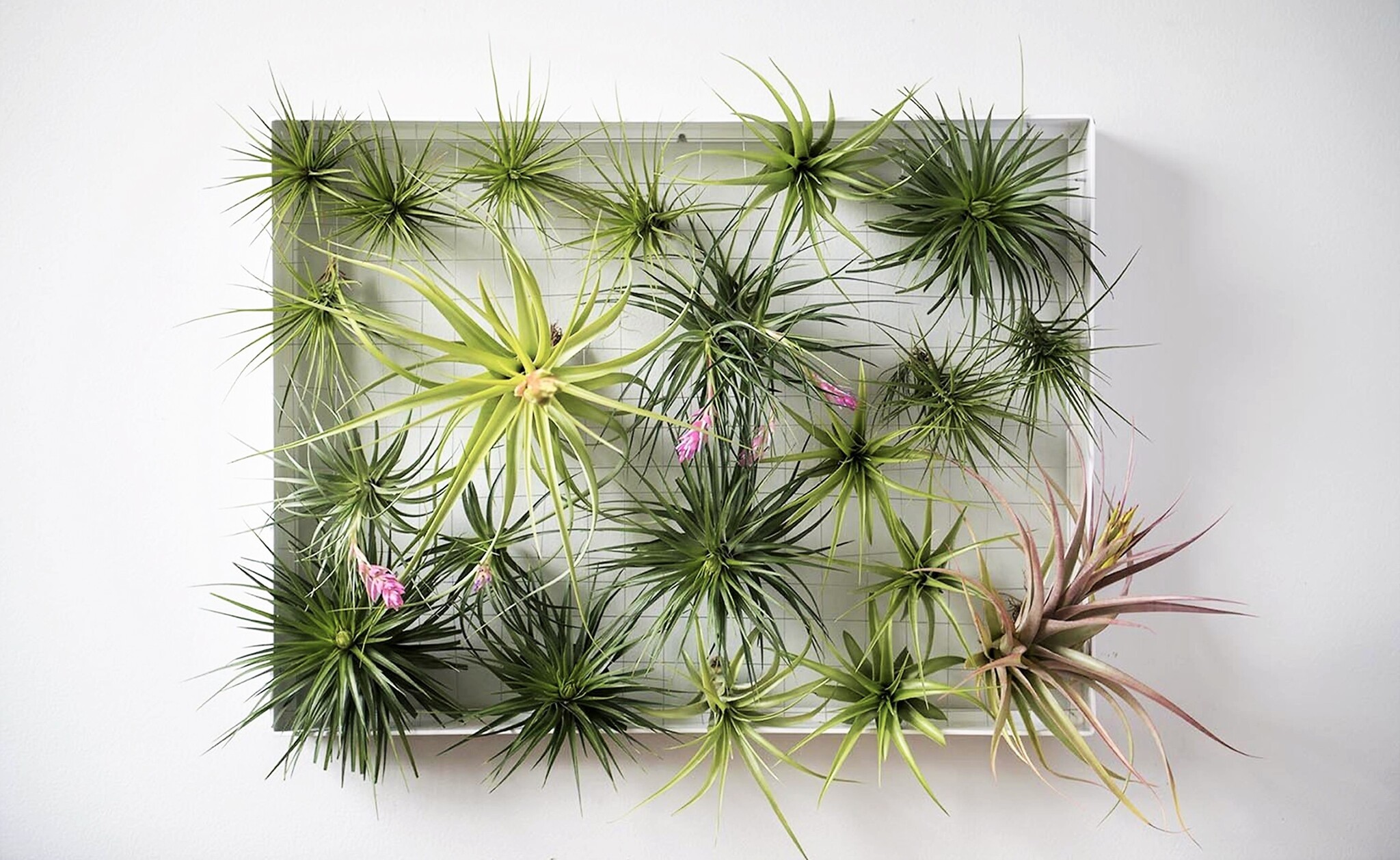 Tillandsia Tillandsia FloraStore 5-15cm - Höhe Luftpflanzen - 6er - - Mix Tillandsien