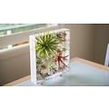 Plant in a Box - Miscela di piante di Tillandsia - Set di 6 - Piante aeree  vere - Piante da appartamento - Altezza 5-15cm