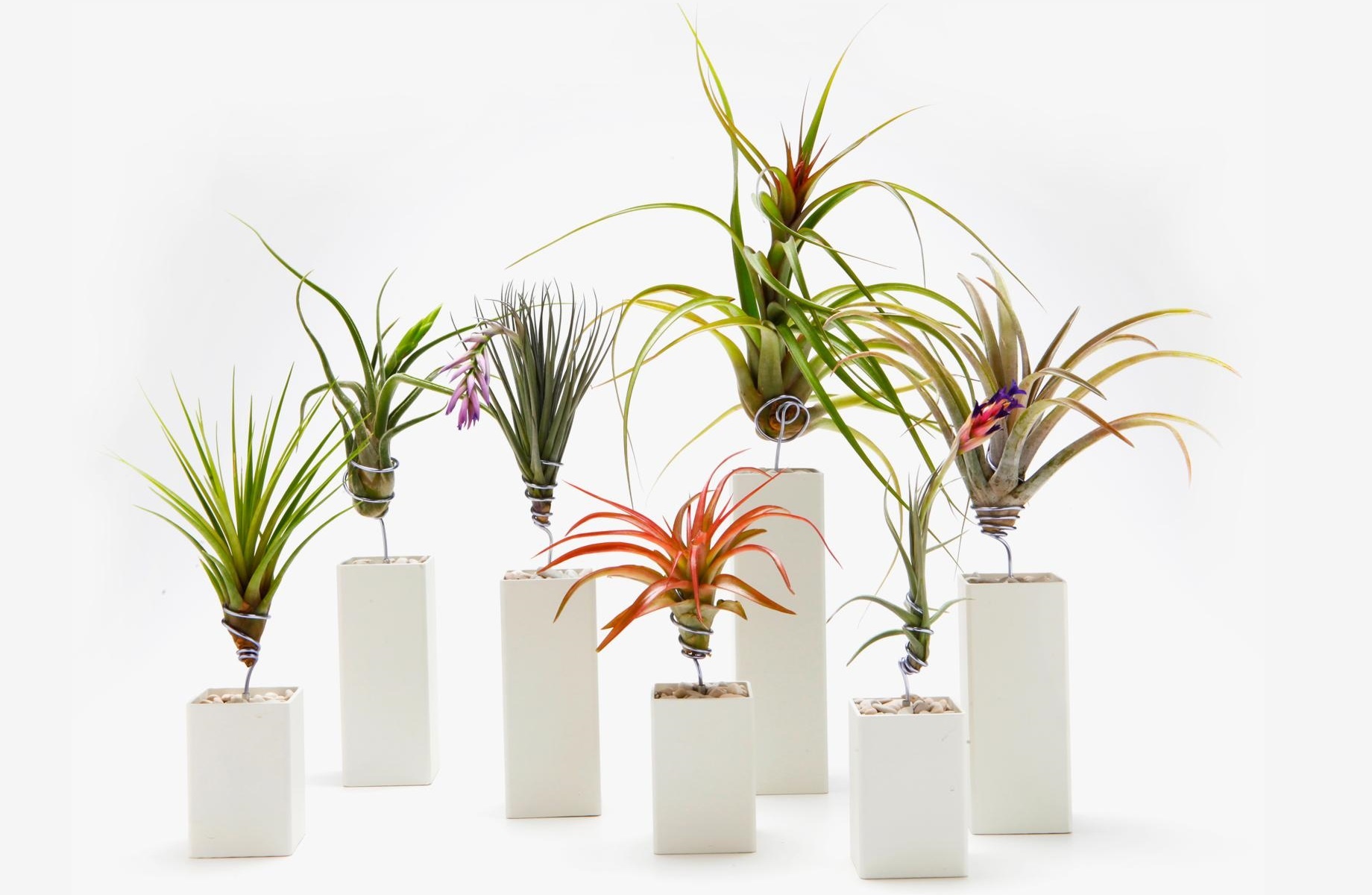 Tillandsia Tillandsia 6er Tillandsien - - - Höhe Mix 5-15cm FloraStore Luftpflanzen -