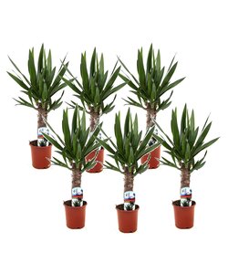 Yucca elephantipes - Set di 6 - Pianta mangiafumo - Vaso 14cm - Altezza 50-60cm
