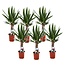 Yucca elephantipes - Set di 6 - Pianta mangiafumo - Vaso 14cm - Altezza 50-60cm