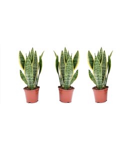 Sansevieria Laurentii 'Snake Plant' - Set of 3 - ø12cm - Height 30-40 cm