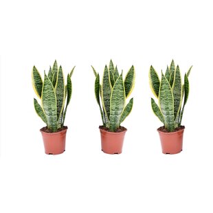 Sansevieria Laurentii 'Snake Plant' - Set of 3 - ø12cm - Height 30-40 cm