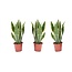 Sansevieria Superba - 3er Set - Bogenhanf - Topf 12cm - Höhe 35-40cm