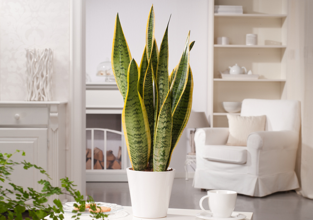 Italy Green Life - Sansevieria Superba, Set di 3 piante con Vaso Ø