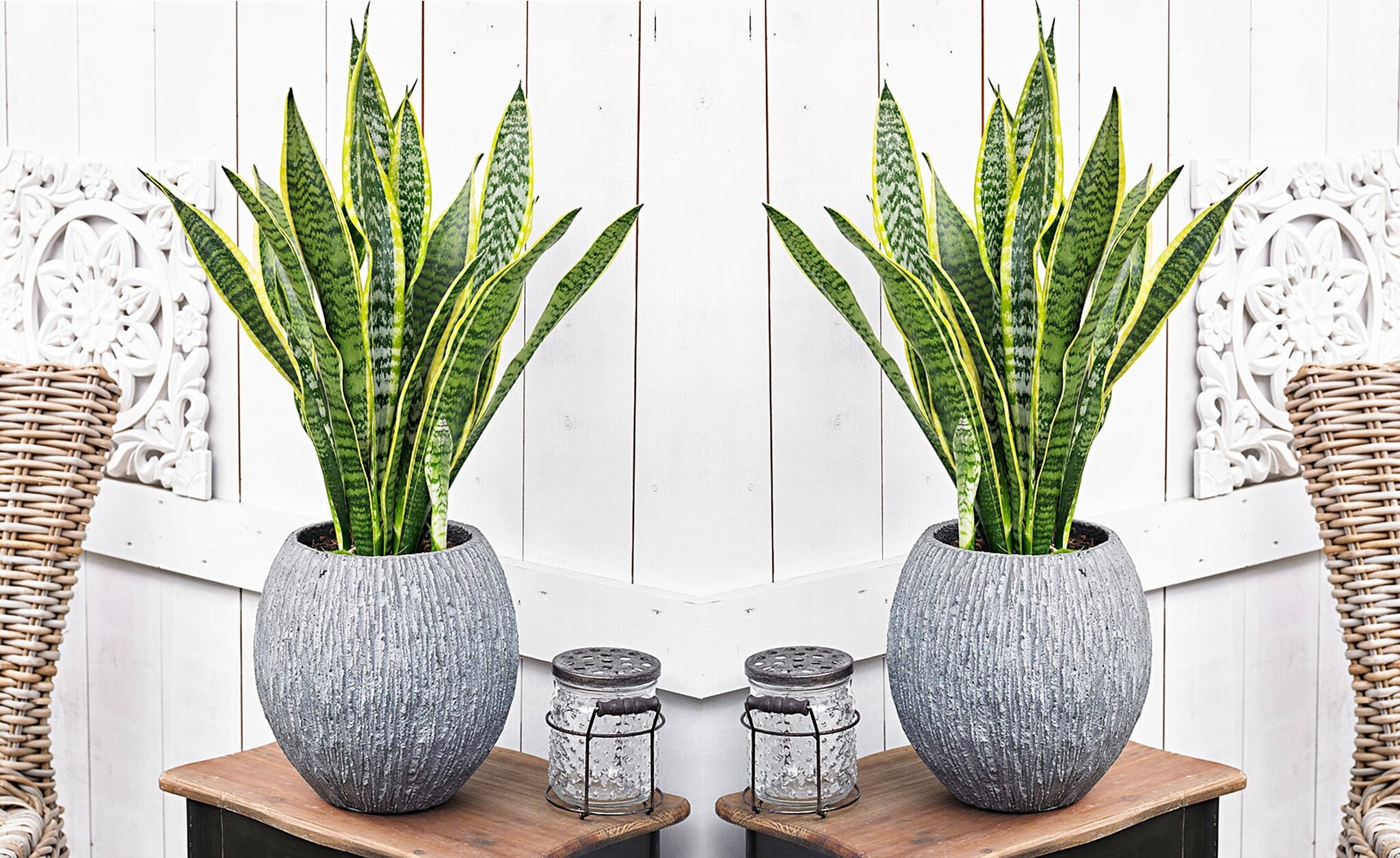 Italy Green Life - Sansevieria Superba, Set di 3 piante con Vaso Ø