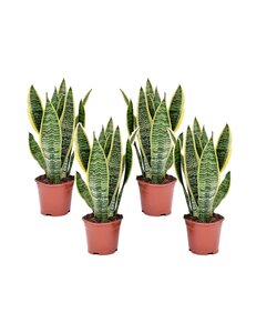 Sansevieria Laurentii - Set de 4 Langue de belle-mère - ⌀12cm - Hauteur 30-40cm