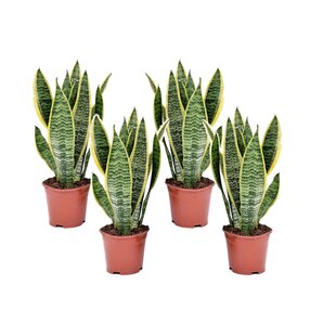 Sansevieria Laurentii - Set van 4 - Vrouwentong - Pot 12cm - Hoogte 30-40cm