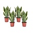 Sansevieria Laurentii 'Snake Plant' - Set of 4 - ø12cm - Height 30-40cm