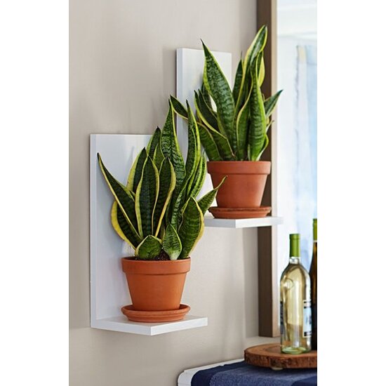 Sansevieria Laurentii -Set di 4 - Lingua femminile - Vaso 12cm - Altezza  30-40cm - FloraStore