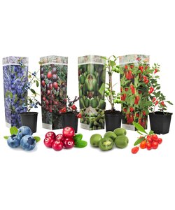 Fruchtzauber 4er Mix - Goji, Preiselbeere, Beere, Kiwi - Topf 9cm - Höhe 25-40cm
