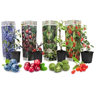 Fruchtzauber 4er Mix - Goji, Preiselbeere, Beere, Kiwi - Topf 9cm - Höhe 25-40cm